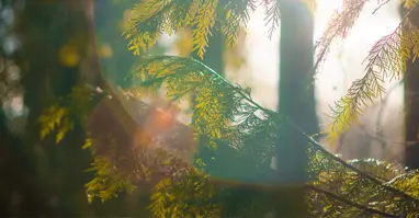 land and timber